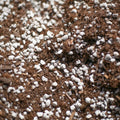 Bulk Soil- Premium Cactus & Succulent Potting Mix: 5 Gallons