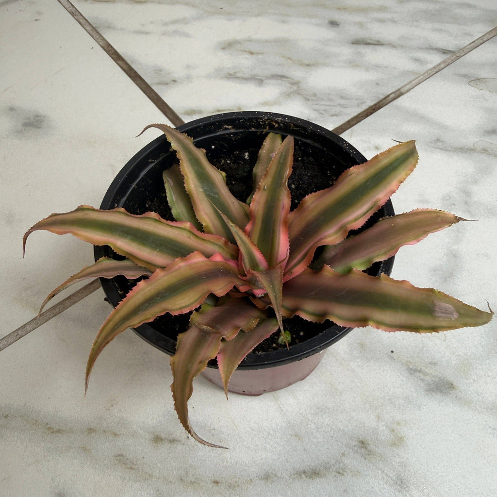 Cryptanthus Pink, 4" Plant