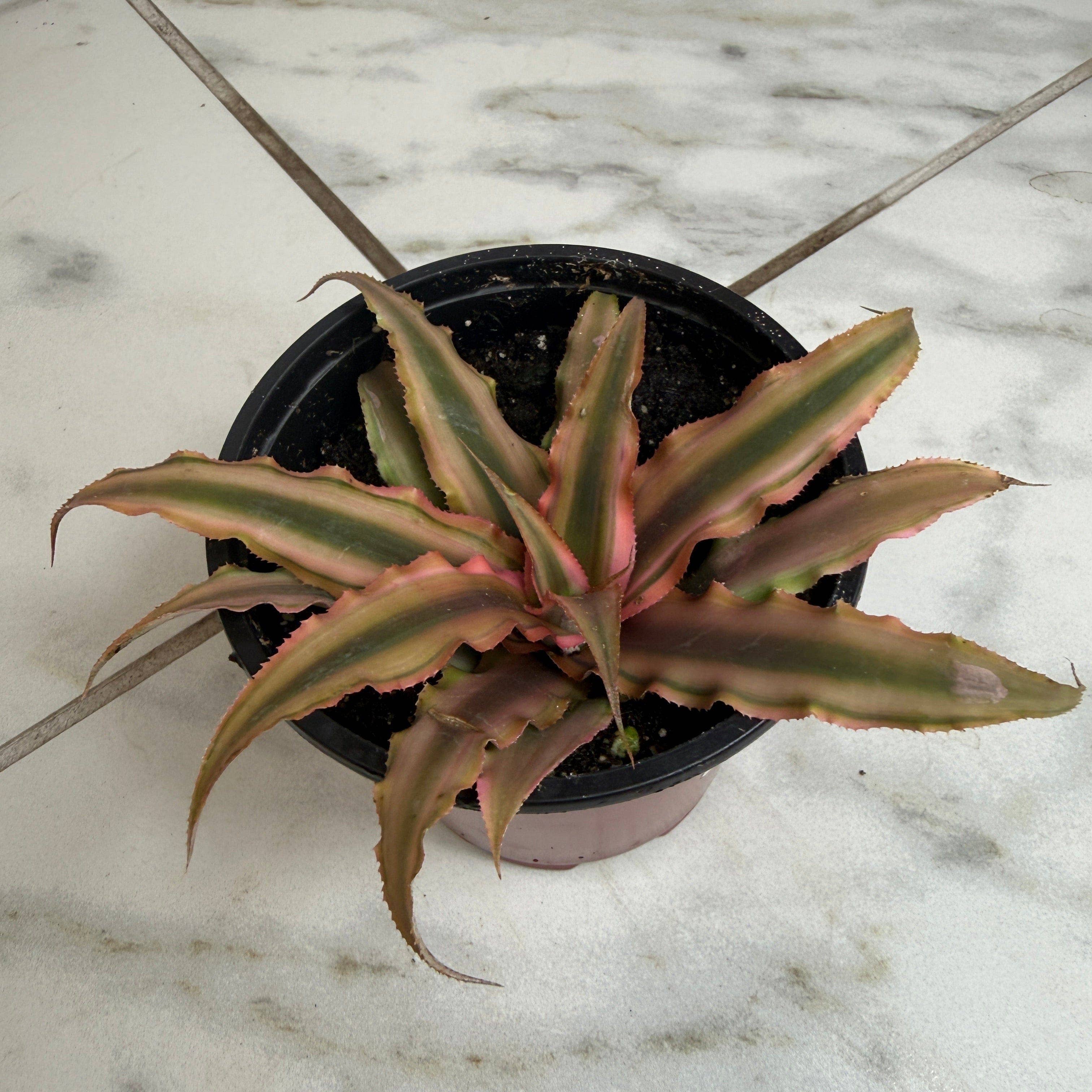 Cryptanthus Pink, 4" Plant