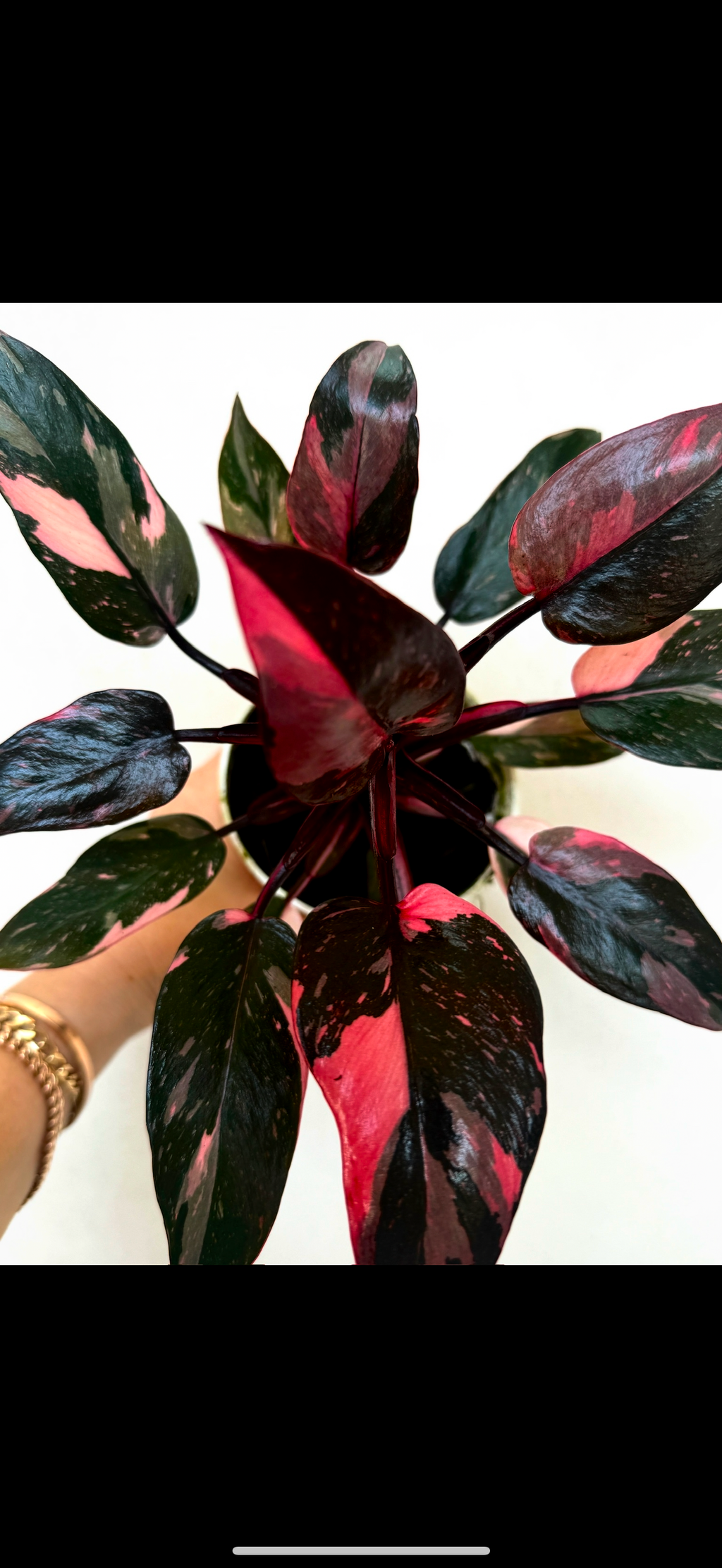 Philodendron Black Cherry