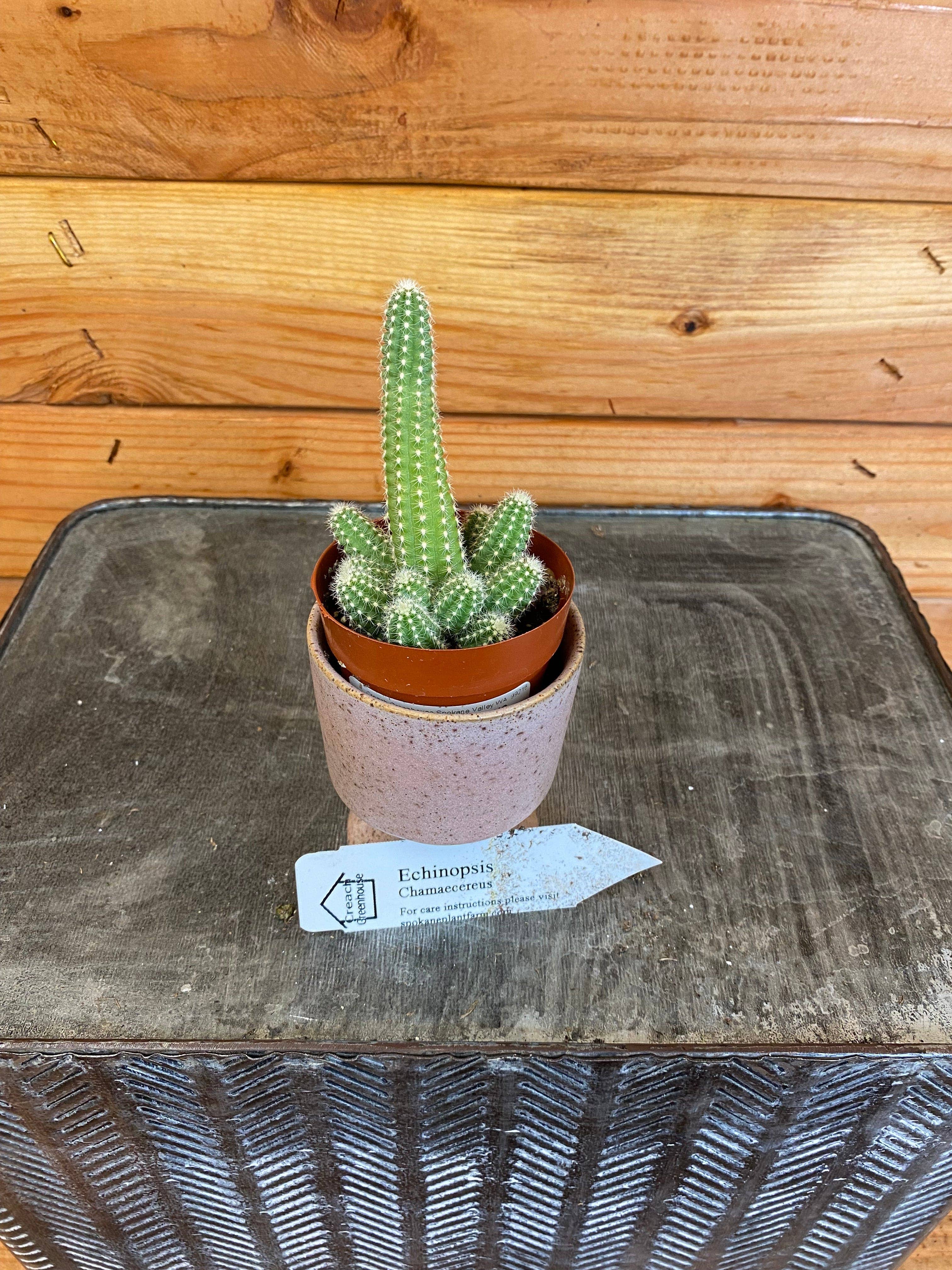 Echinopsis Chamaecereus Cactus, 2" Plant