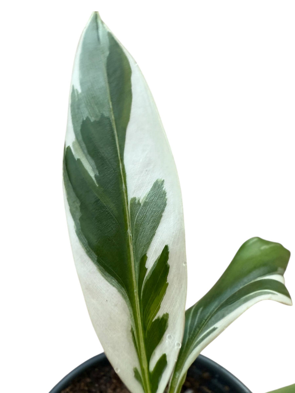 Variegated Banana Musa Florida